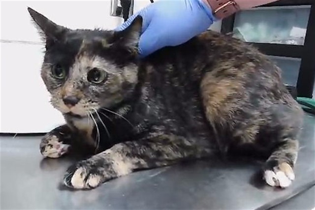 Shelter Stray Female Cat last seen Near SHOSHONE DR, RENO NV 89512, 2825 Longley Ln Suite A, Reno, NV 89502, USA