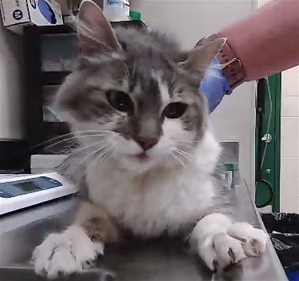 Shelter Stray Female Cat last seen Near BLOCK BECK ST, RENO NV 89509, 2825 Longley Ln Suite A, Reno, NV 89502, USA