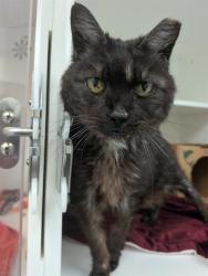 Shelter Stray Female Cat last seen Near , 2600 S Harding St, Indianapolis, IN 46221, USA