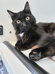 Shelter Stray Female Cat last seen Near , Indianapolis, IN 46221