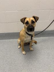 Shelter Stray Female Dog last seen Near , 2600 S Harding St, Indianapolis, IN 46221, USA
