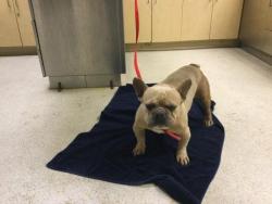 Shelter Stray Male Dog last seen MISSION BLVD /RIBIDOUX BLVD, JURUPA VALLEY CA, 6851 Van Buren Boulevard, Jurupa Valley, CA 92509, USA