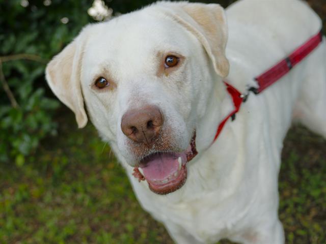 Shelter Stray Male Dog last seen Near BLOCK ROSS ROAD TALLAHASSEE FL, Tallahassee, FL 32311