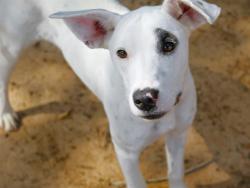 Shelter Stray Female Dog last seen Near BLOCK SHADYOAKS DR, TALLAHASSEE FL 32303, Tallahassee, FL 32311