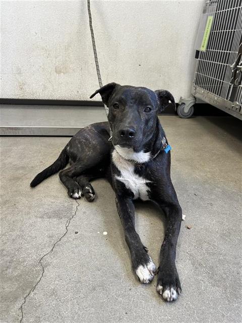 Shelter Stray Male Dog last seen Near BLOCK FRESNO ST, FRESNO CA 93706 3217, 5277 E Airways Blvd, Fresno, CA 93727, USA
