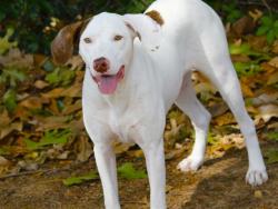 Shelter Stray Female Dog last seen Near BLOCK SHADYOAKS DR, TALLAHASSEE FL 32303, Tallahassee, FL 32311