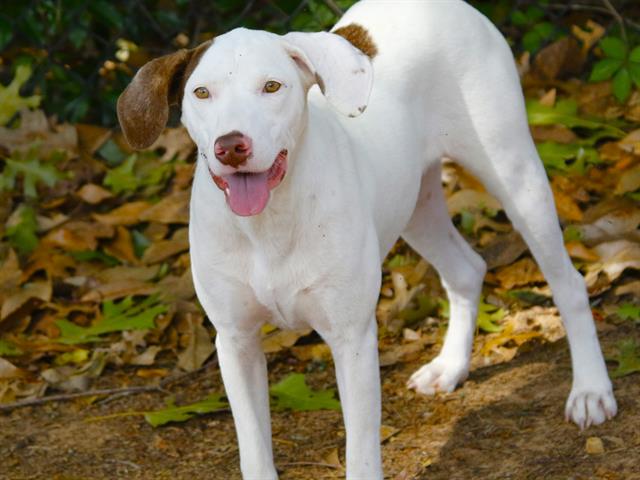 Shelter Stray Female Dog last seen Near BLOCK SHADYOAKS DR, TALLAHASSEE FL 32303, Tallahassee, FL 32311