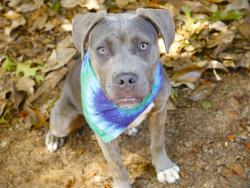 Shelter Stray Female Dog last seen Near BLOCK BOX WOOD CT, TALLAHASSEE FL 32303, Tallahassee, FL 32311