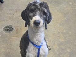 Shelter Stray Male Dog last seen Near BLOCK S M L KING JR BLVD, TALLAHASSEE FL 32307, Tallahassee, FL 32311