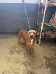 Shelter Stray Female Dog last seen Near BLOCK WAKULLA SPRINGS RD, TALLAHASSEE FL 32305, Tallahassee, FL 32311