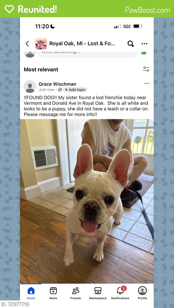 Reunited Female Dog last seen Donald Ave and Vermont, Royal Oak, MI 48073