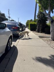 Found/Stray Unknown Dog last seen Monterey Donuts , Monterey, CA 93940