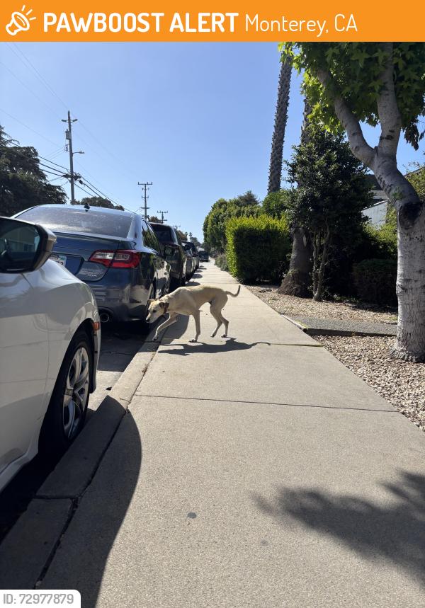 Found/Stray Unknown Dog last seen Monterey Donuts , Monterey, CA 93940