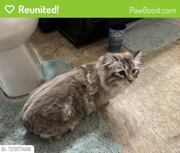 Reunited Male Cat last seen 124th Dr and Tamarac St (King Ranch neighborhood), Thornton, CO 80241