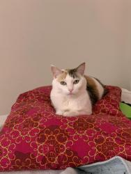 Lost Female Cat last seen Near whetstone rd alexandria, Alexandria, VA 22306