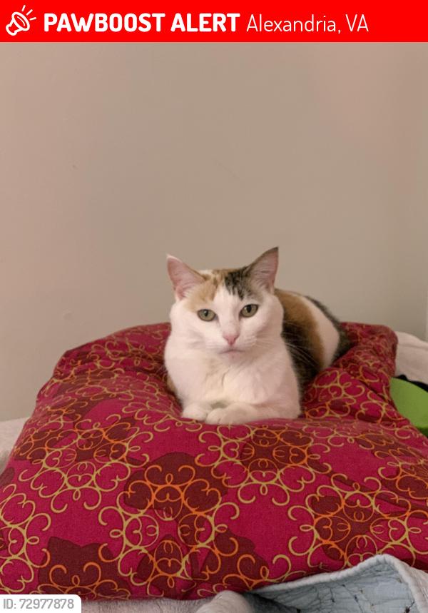 Lost Female Cat last seen Near whetstone rd alexandria, Alexandria, VA 22306