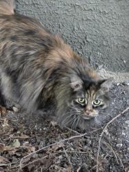 Reunited Female Cat last seen Windsor Park (north of Woodruff Place), Indianapolis, IN 46201