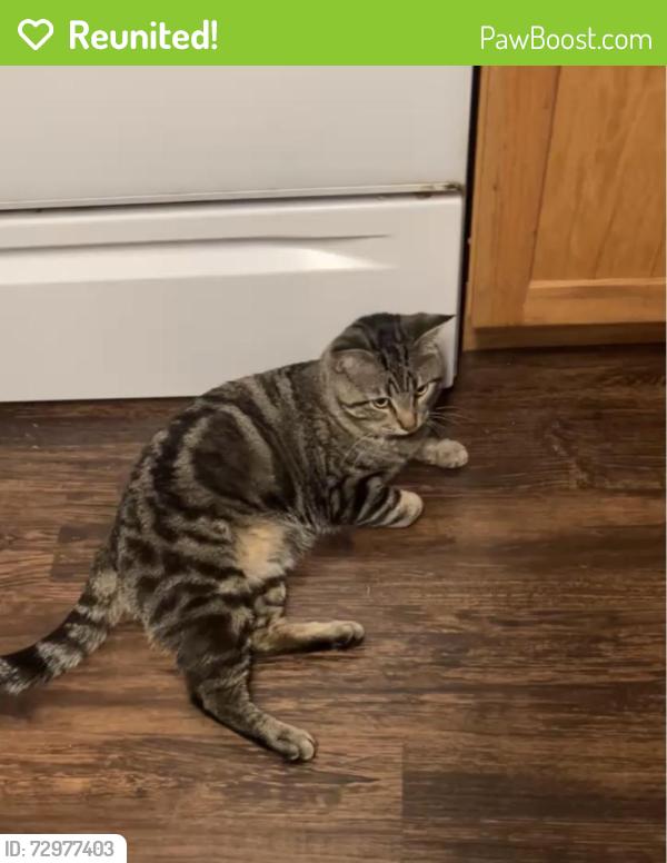 Reunited Male Cat last seen Ramaley Park and Highway 61 , Saint Paul, MN 55110