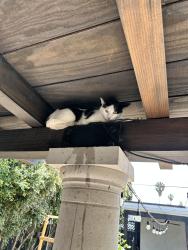 Found/Stray Unknown Cat last seen Cherokee and Orange , San Diego, CA 92104
