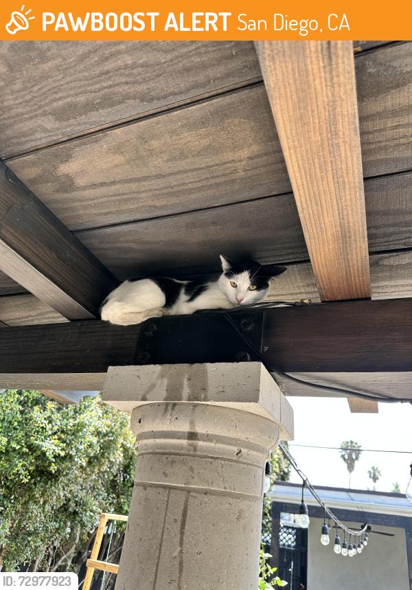 Found/Stray Unknown Cat last seen Cherokee and Orange , San Diego, CA 92104