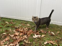 Reunited Male Cat last seen Delaware ave, cypress ave , Virginia Beach, VA 23451