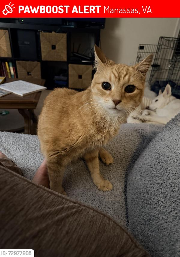 Lost Male Cat last seen Hoadly Road, Manassas, VA 20112
