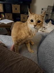 Lost Male Cat last seen Hoadly Road, Manassas, VA 20112