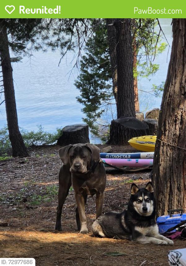 Reunited Female Dog last seen Near Power Line Rd, Foresthill, CA 95631, USA, Foresthill, CA 95631