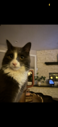 Lost Male Cat last seen By Herbert Green Middle School and by roads nearby , Placerville, CA 95667
