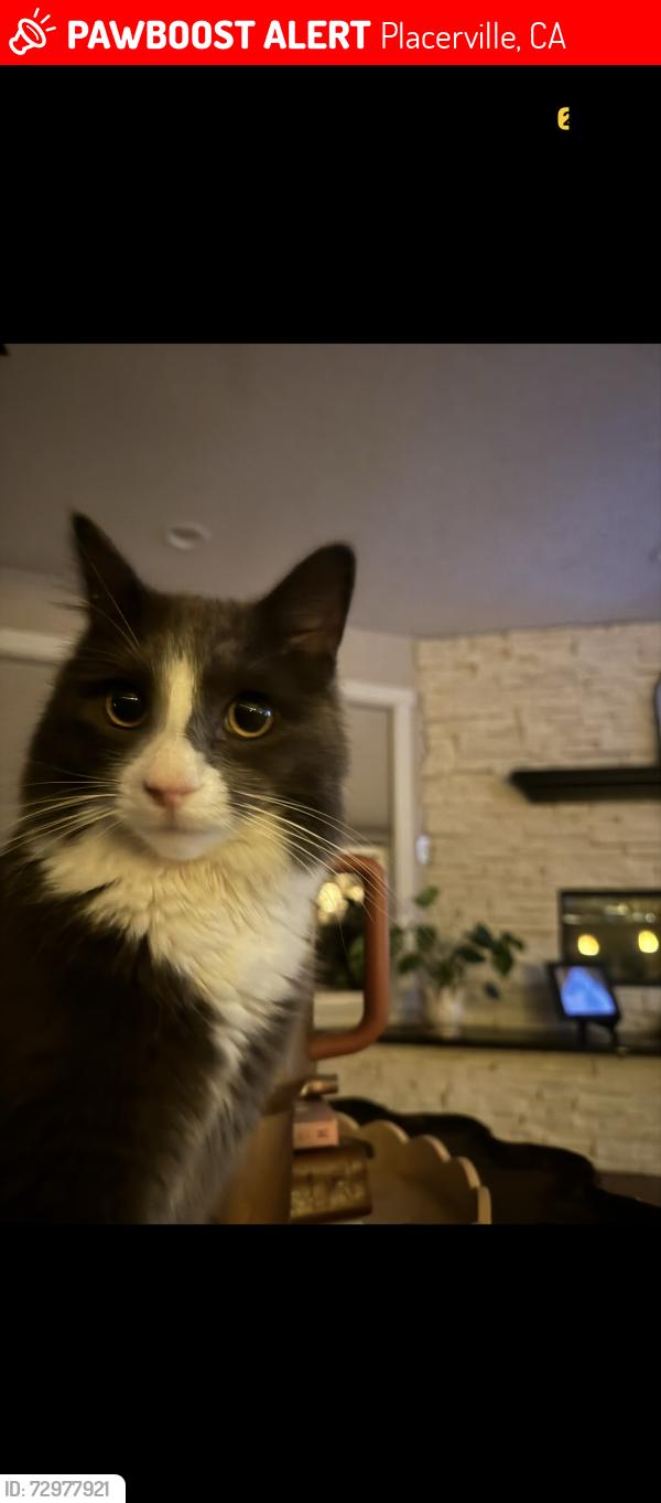 Lost Male Cat last seen By Herbert Green Middle School and by roads nearby , Placerville, CA 95667
