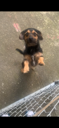 Reunited Male Dog last seen tuck, MLK , Oakland, CA 94609