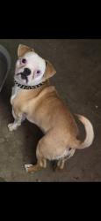 Lost Female Dog last seen Right of Martin Luther King&Spruce st, Modesto, CA 95351