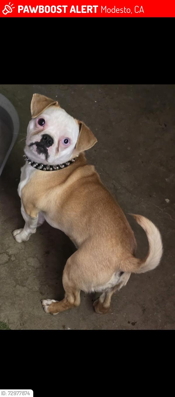 Lost Female Dog last seen Right of Martin Luther King&Spruce st, Modesto, CA 95351