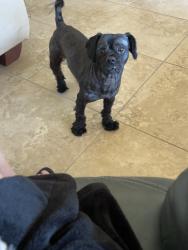 Found/Stray Male Dog last seen Tamarisk row/ country club, Palm Desert, CA 92211