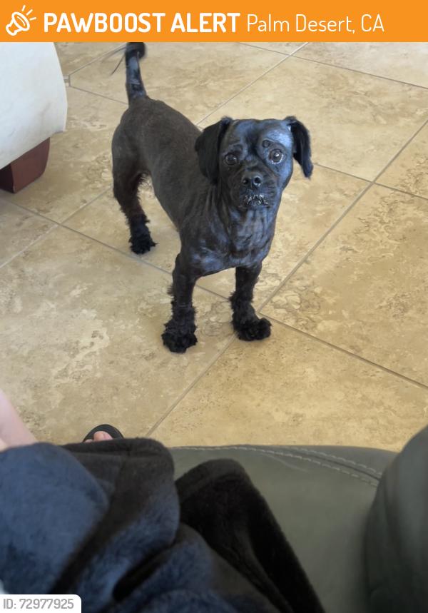 Found/Stray Male Dog last seen Tamarisk row/ country club, Palm Desert, CA 92211