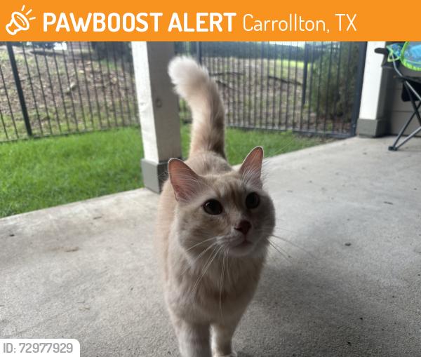Found/Stray Unknown Cat last seen Carrollton fire station across the street, Carrollton, TX 75006
