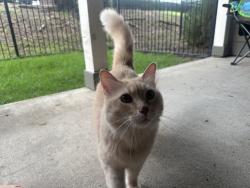 Found/Stray Unknown Cat last seen Carrollton fire station across the street, Carrollton, TX 75006