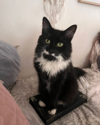 Reunited Female Cat last seen Earlswood Road B30 , West Midlands, England B30