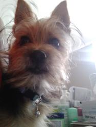 Lost Female Dog last seen Overhill and Northridge, View Park-Windsor Hills, CA 90043