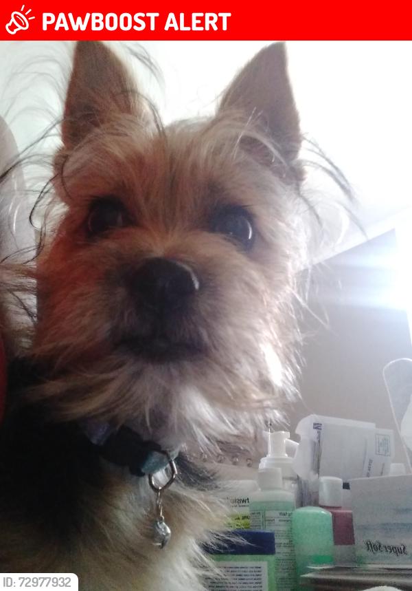 Lost Female Dog last seen Overhill and Northridge, View Park-Windsor Hills, CA 90043