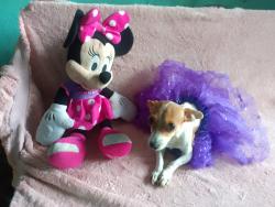 Lost Female Dog last seen Avenida Pablo Livas y Helechos , Guadalupe, N.L. 67190