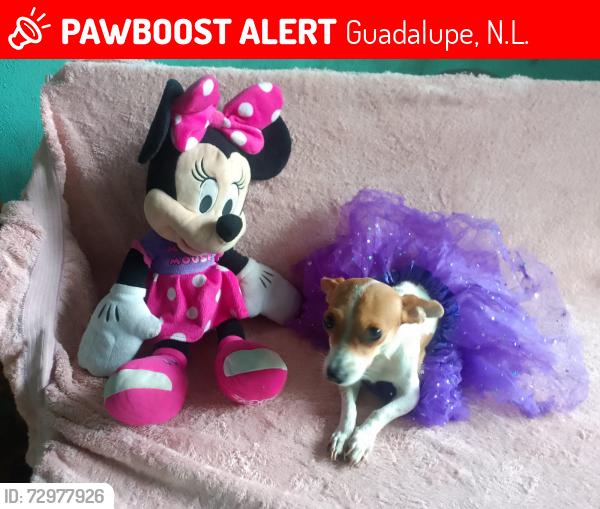 Lost Female Dog last seen Avenida Pablo Livas y Helechos , Guadalupe, N.L. 67190