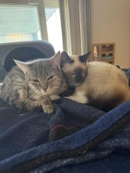 Lost Female Cat last seen Simmons st and educational drive, New Bern, NC 28562