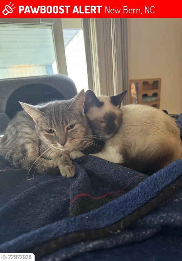 Lost Female Cat last seen Simmons st and educational drive , New Bern, NC 28562