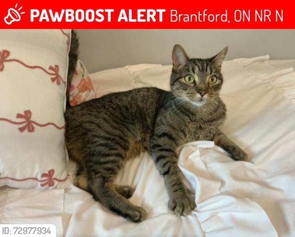 Lost Male Cat last seen Walmart , Brantford, ON N3R 3N2