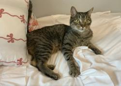 Lost Male Cat last seen Walmart , Brantford, ON N3R 3N2