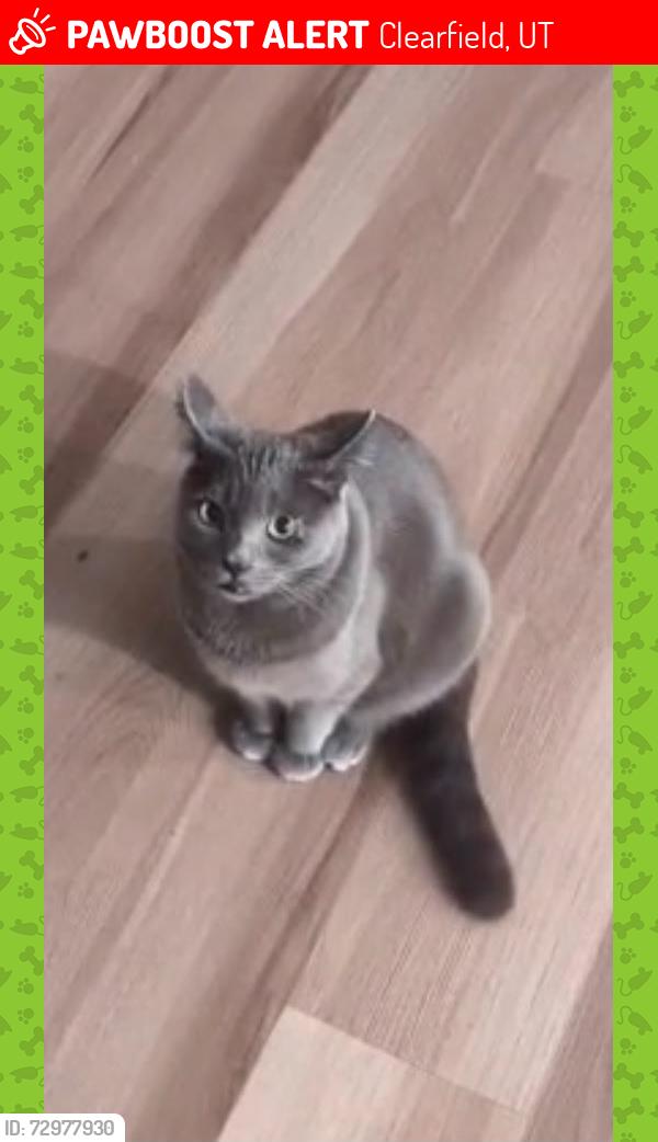 Lost Female Cat last seen Near s depot st, clearfield, Utah, Clearfield, UT 84015