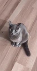 Lost Female Cat last seen Near s depot st, clearfield, Utah, Clearfield, UT 84015