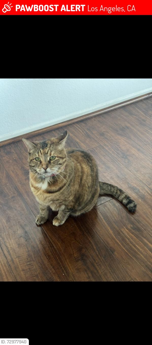 Lost Female Cat last seen St. Andrews Place, Manhattan and 5th, Los Angeles, CA 90020