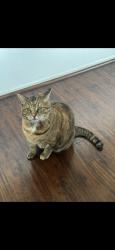 Lost Female Cat last seen St. Andrews Place, Manhattan and 5th, Los Angeles, CA 90020